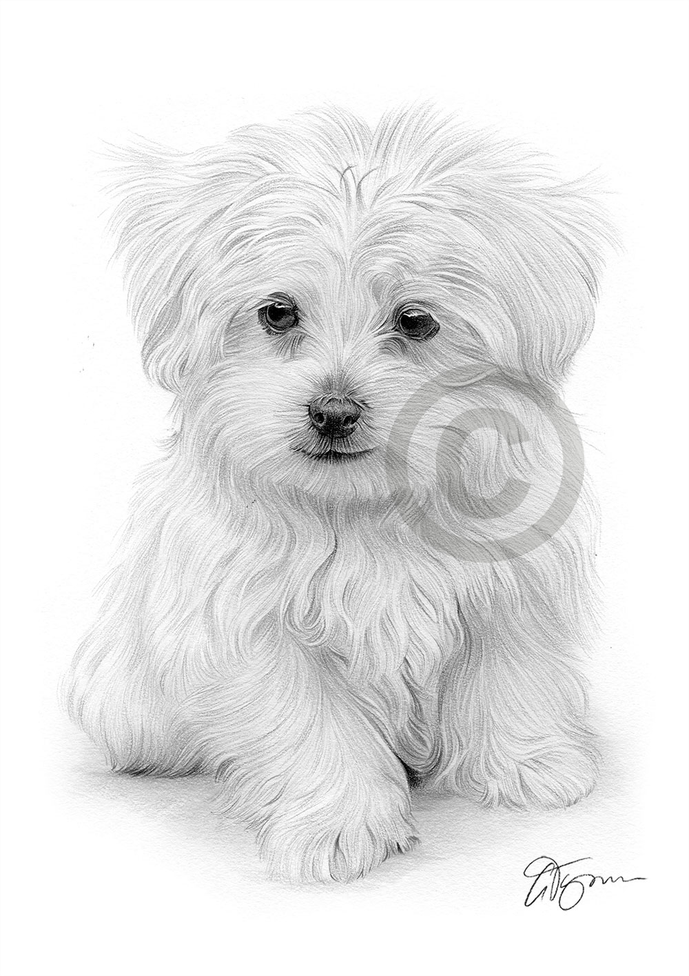 Pencil drawing of a Maltese puppy by UK artist Gary Tymon