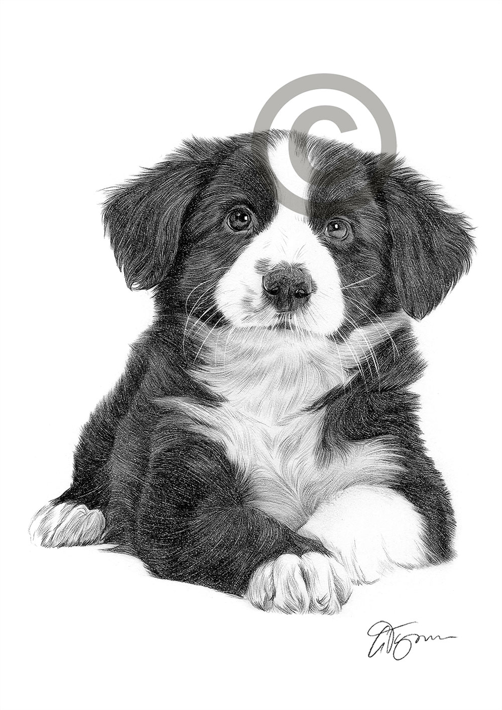 Pencil drawing of a Border Collie puppy by UK artist Gary Tymon