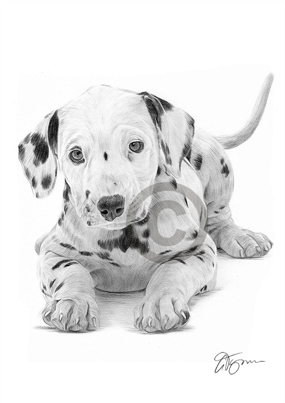 Pencil drawing of a Dalmation puppy by artist Gary Tymon