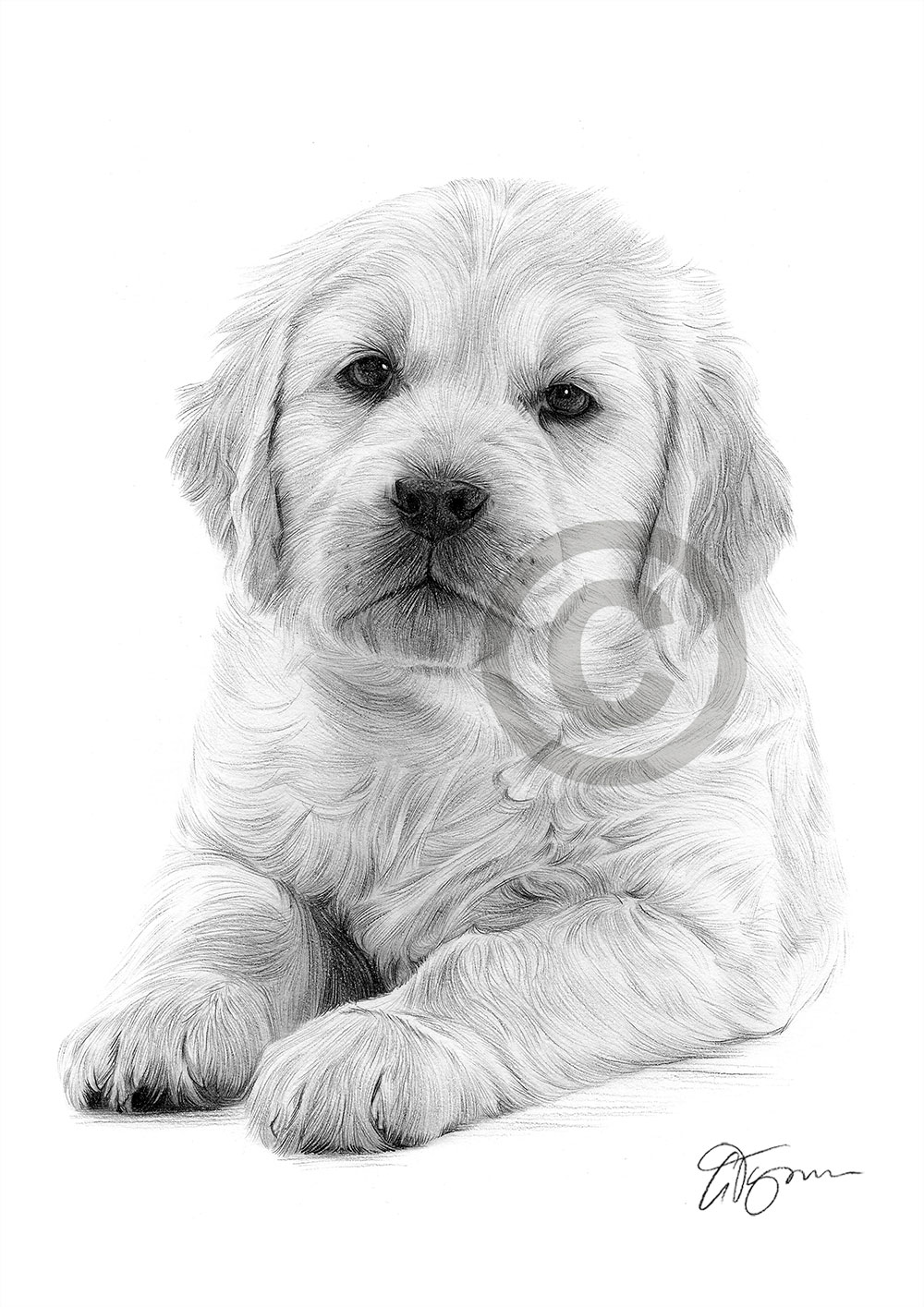 Pencil drawing of a Golden Retriever puppy by artist Gary Tymon