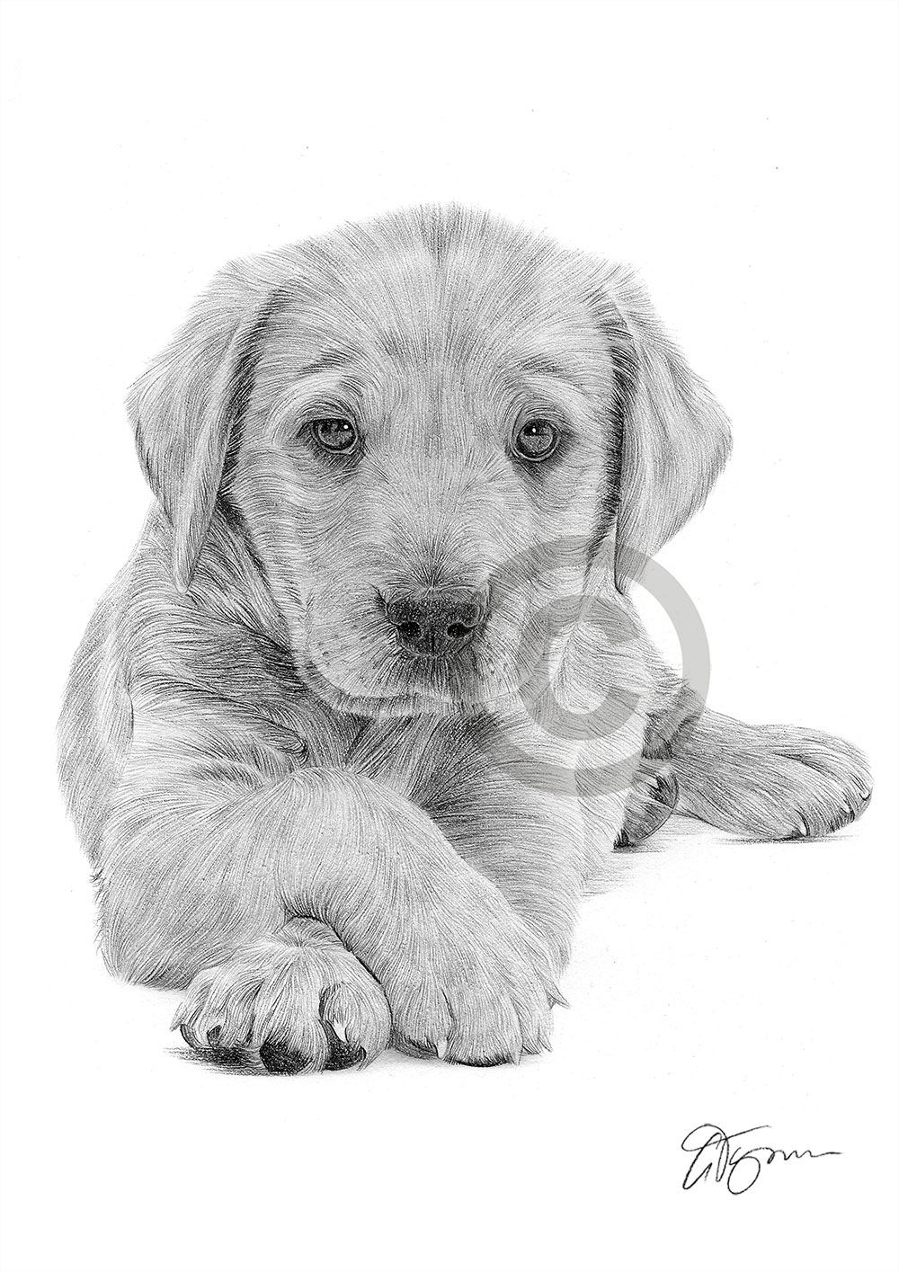 Pencil drawing of a young Labrador Retriever puppy by UK artist Gary Tymon