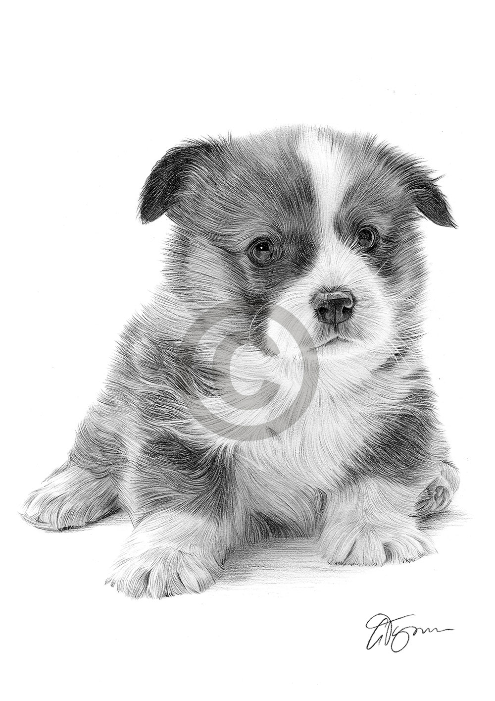 Pencil drawing of a Pembrokeshire Corgi puppy by artist Gary Tymon