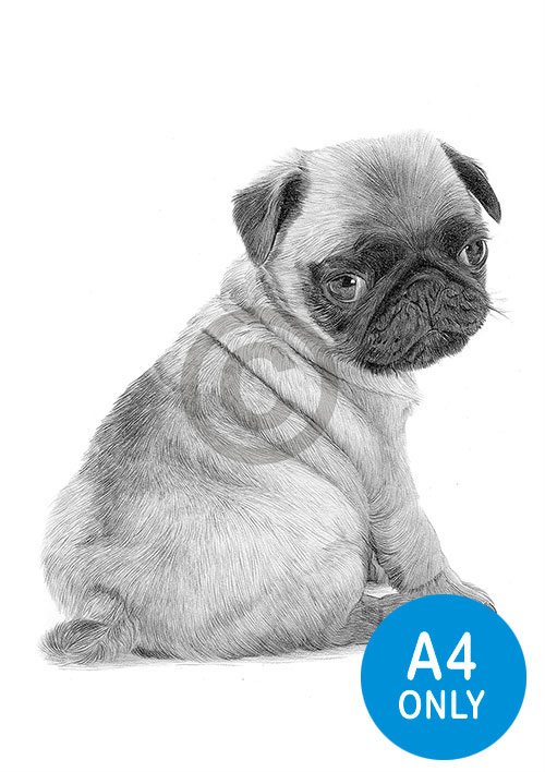Pencil drawing of a young Pug puppy