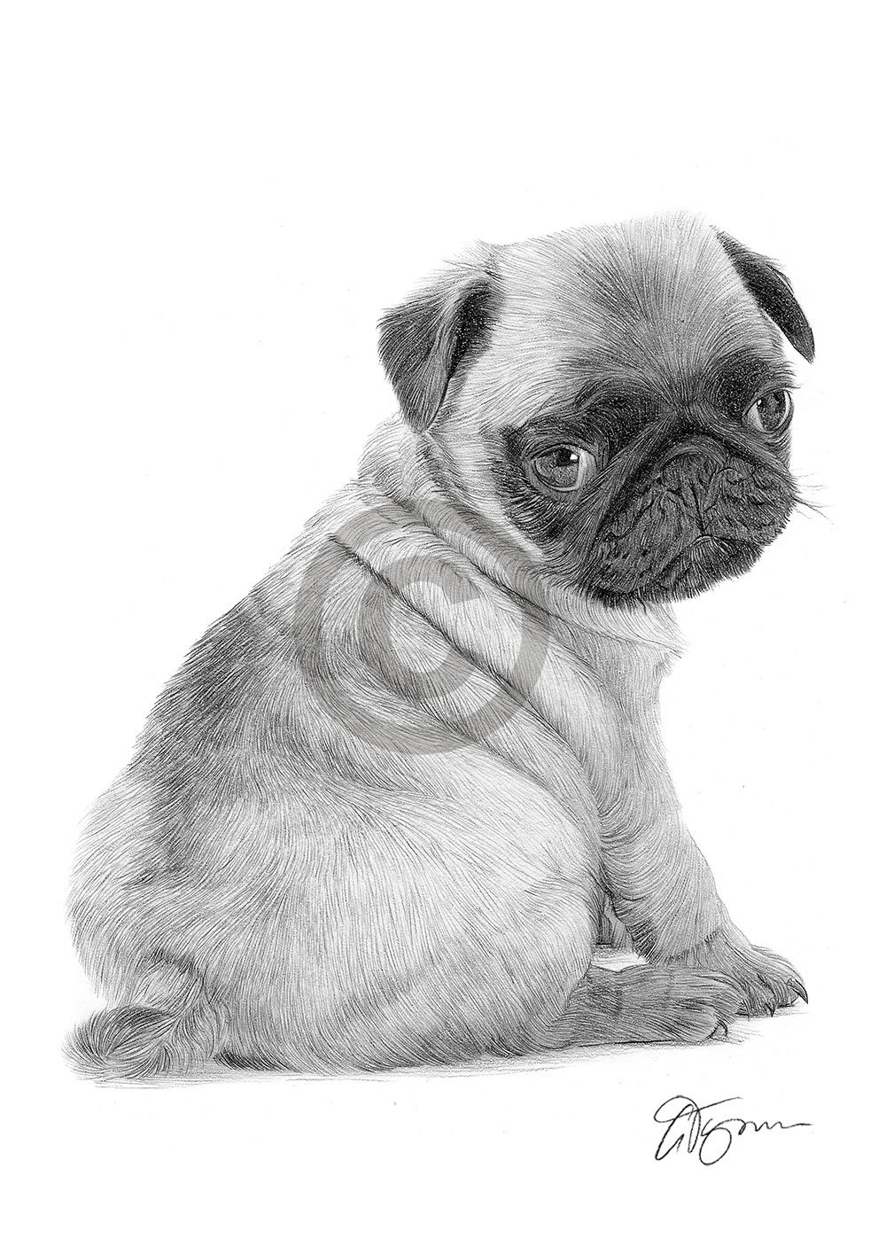 Pencil drawing of a young Pug puppy by UK artist Gary Tymon