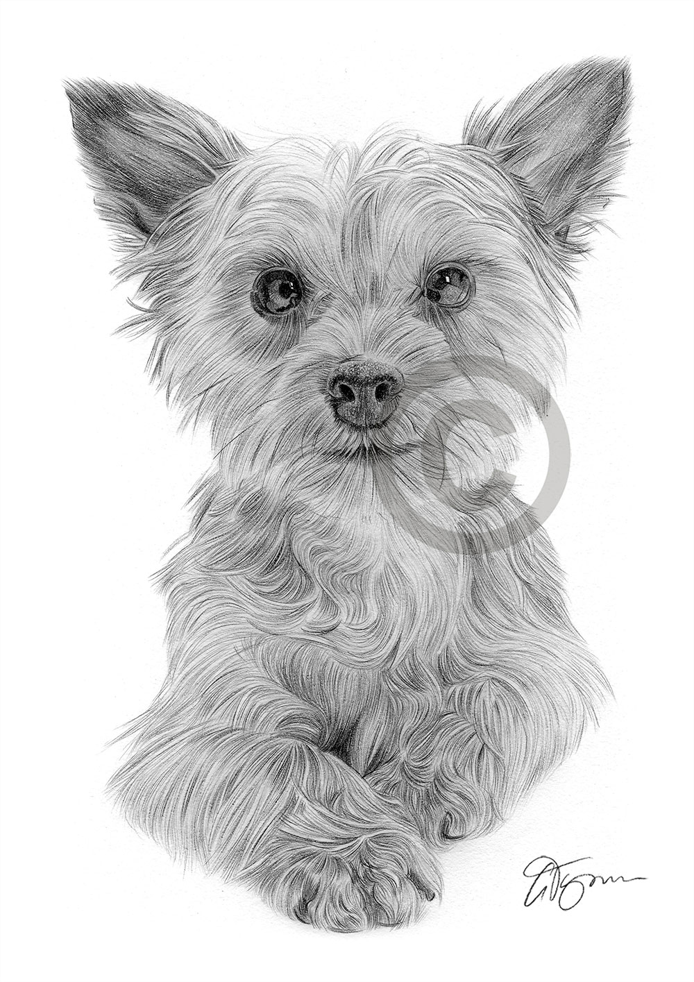 Pencil drawing of a Yorkshire Terrier puppy by UK artist Gary Tymon