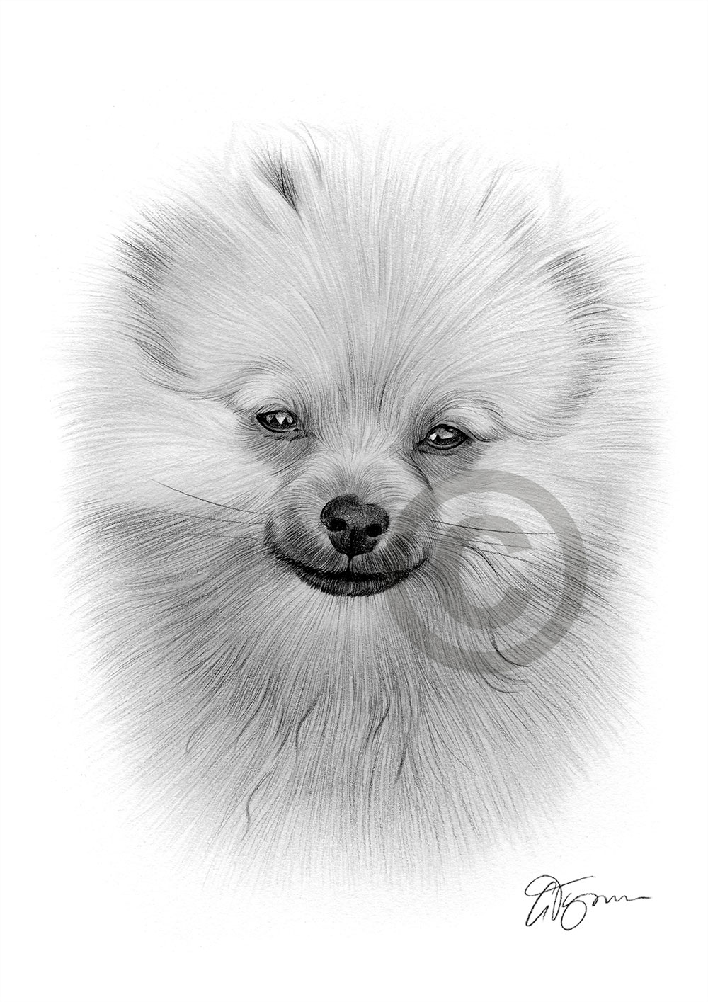 Pencil drawing of a young Pomeranian puppy by artist Gary Tymon