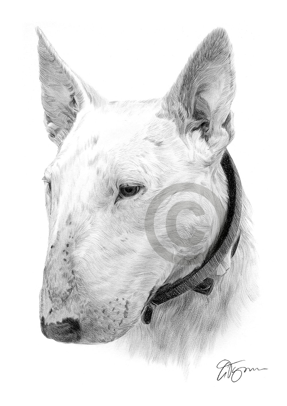 Pencil drawing of an english bull terrier by artist Gary Tymon