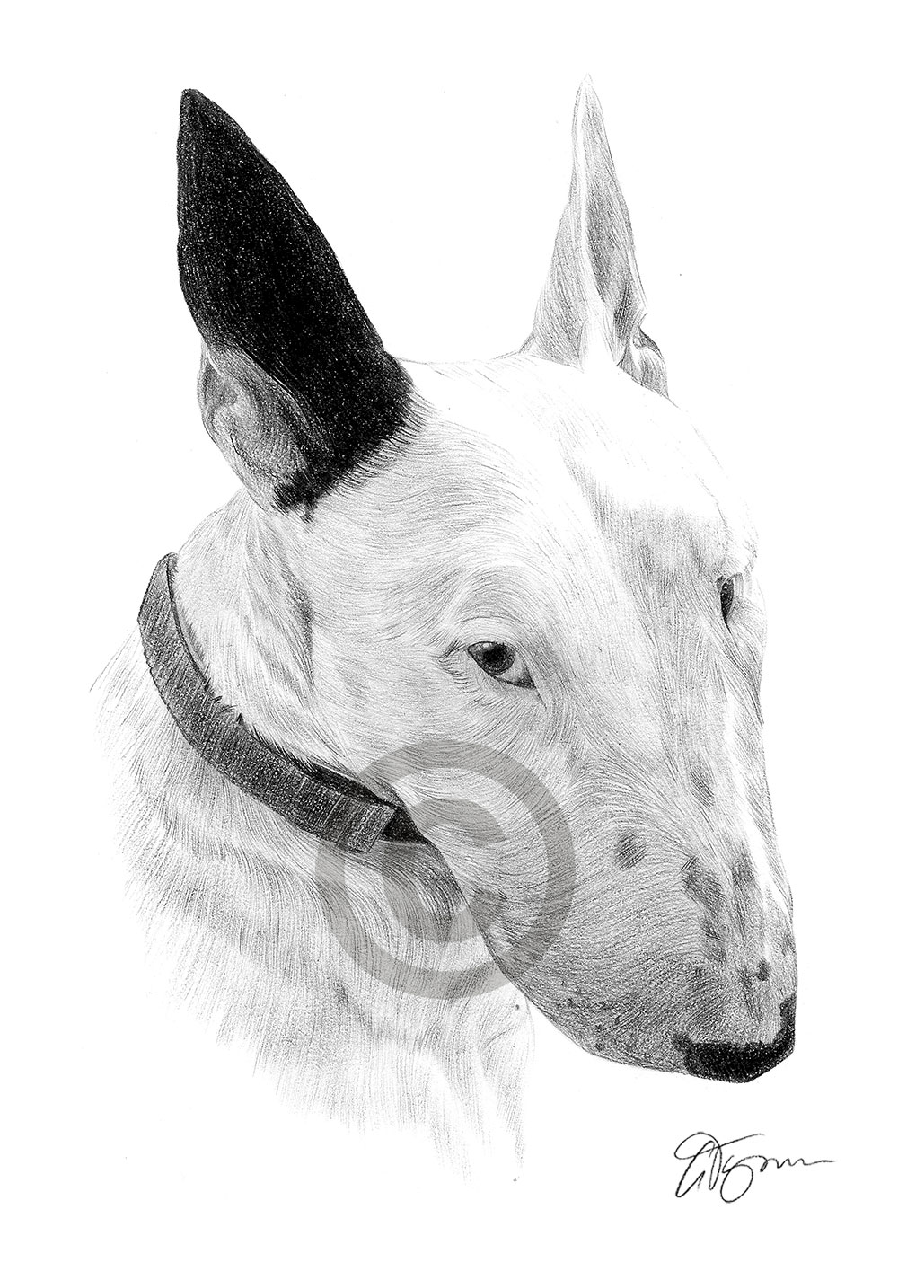 Pencil drawing of a young english bull terrier by UK artist Gary Tymon