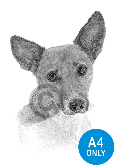 Pencil drawing of an adult jack russell terrier