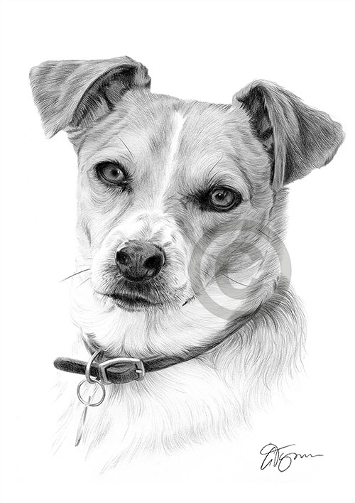 Pencil drawing of a jack russell terrier