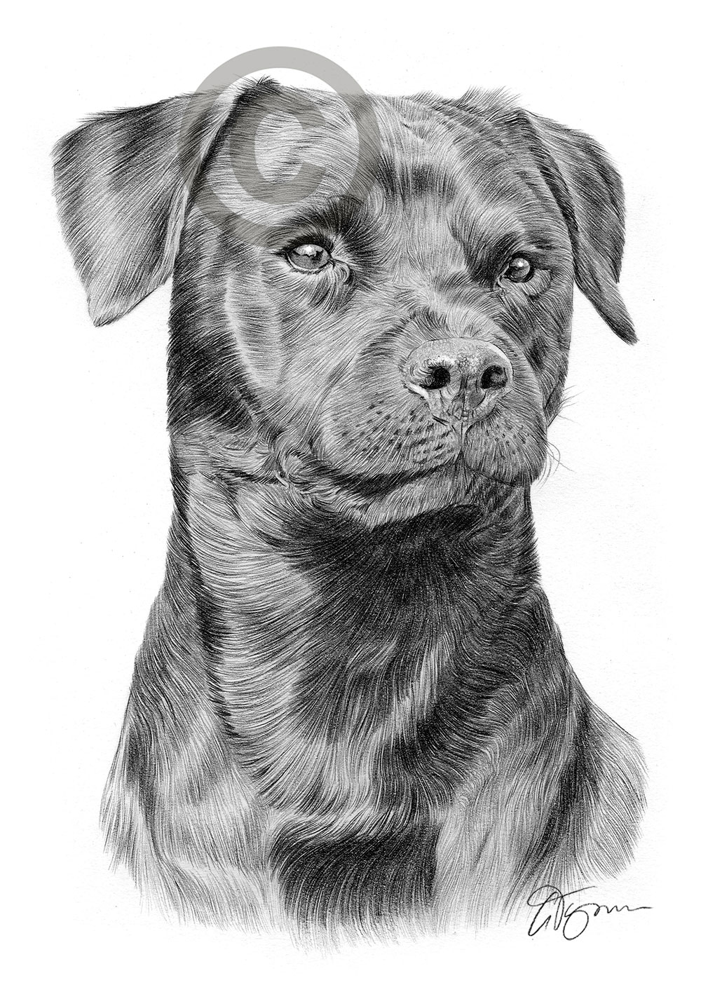 Pencil drawing of a black patterdale terrier by artist Gary Tymon