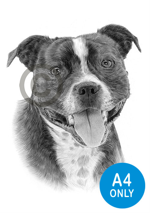 Pencil drawing of a young staffordshire bull terrier