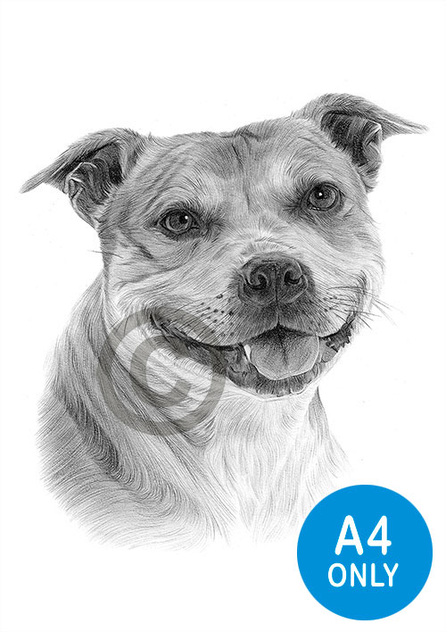 Pencil drawing of an adult staffordshire bull terrier