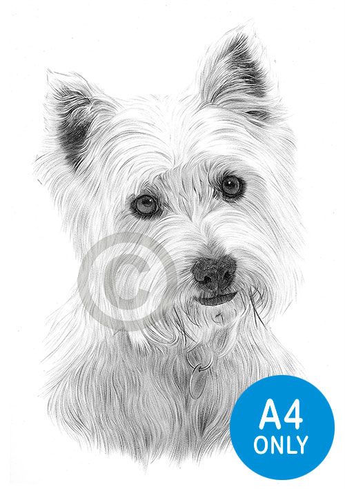 Pencil drawing of a young west highland white terrier