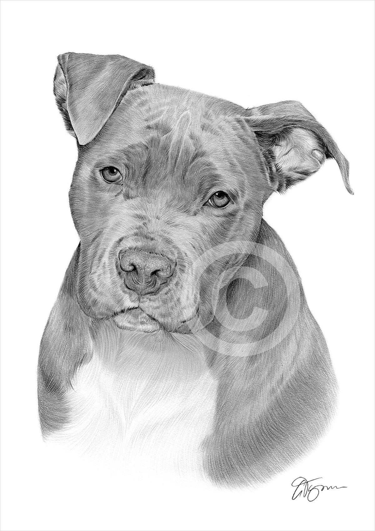 Pencil drawing of a pit bull terrier by UK artist Gary Tymon