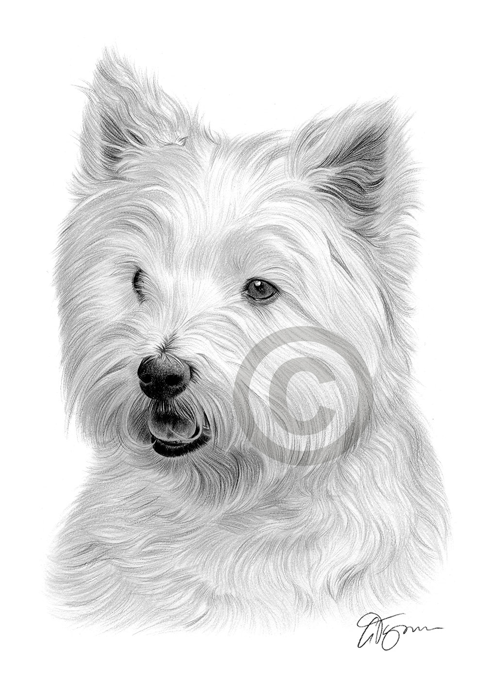Pencil drawing of an adult west highland white terrier by artist Gary Tymon