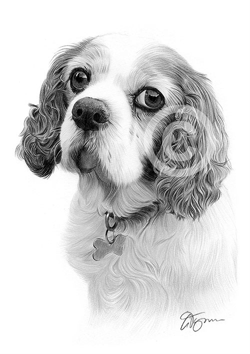 Pencil drawing of a young King Charles Spaniel
