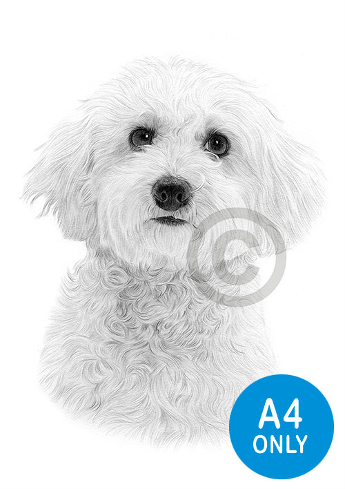 Pencil drawing of a Bichon Frise