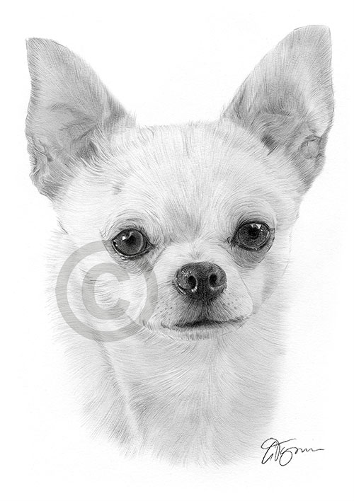 Pencil drawing of an adult Chihuahua