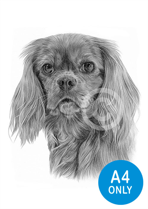 Pencil drawing of a King Charles Spaniel