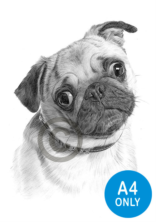 Pencil drawing of a young Pug