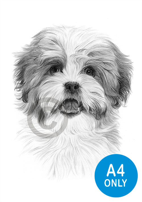 Pencil drawing of an adult Shih Tzu
