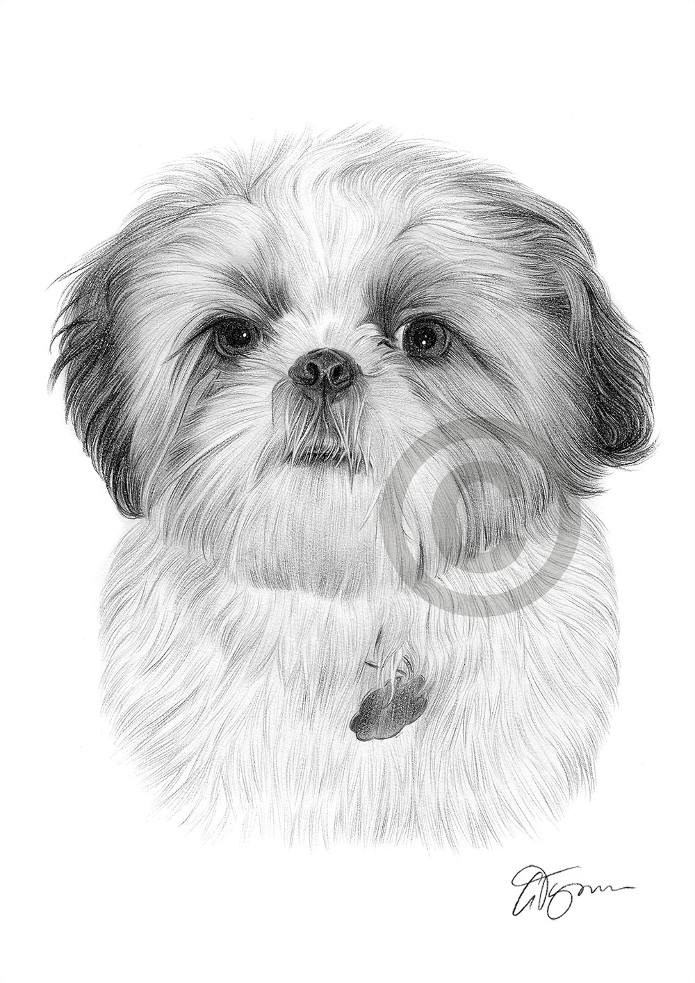 SHIH TZU art pencil drawing print A4 / A3 signed dog artwork pet