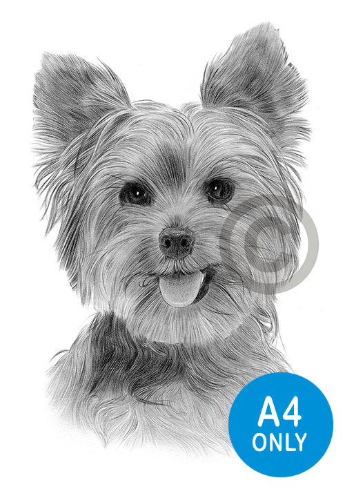 Pencil drawing of an adult Yorkshire Terrier