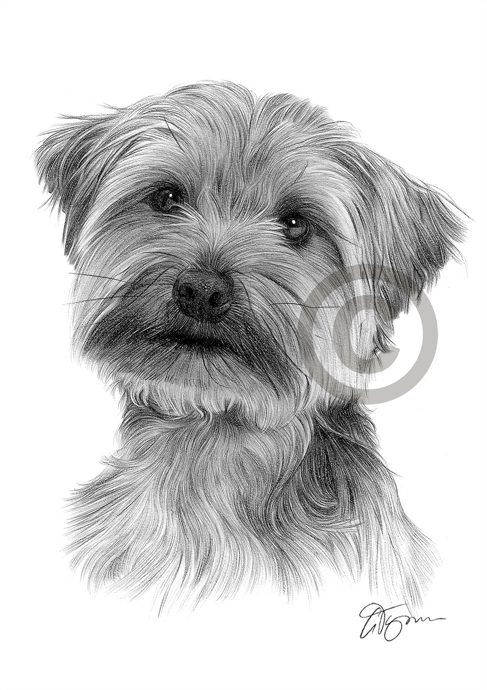 Pencil drawing of a young Yorkshire Terrier by artist Gary Tymon