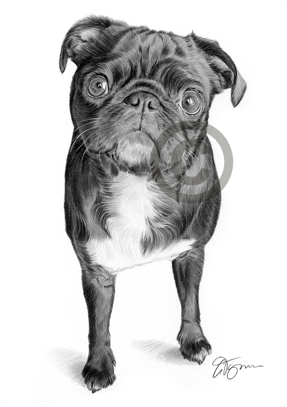Pencil drawing of a black Pug by artist Gary Tymon