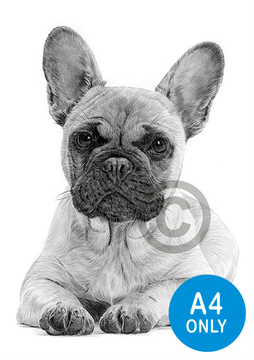 Pencil drawing of a young French Bulldog
