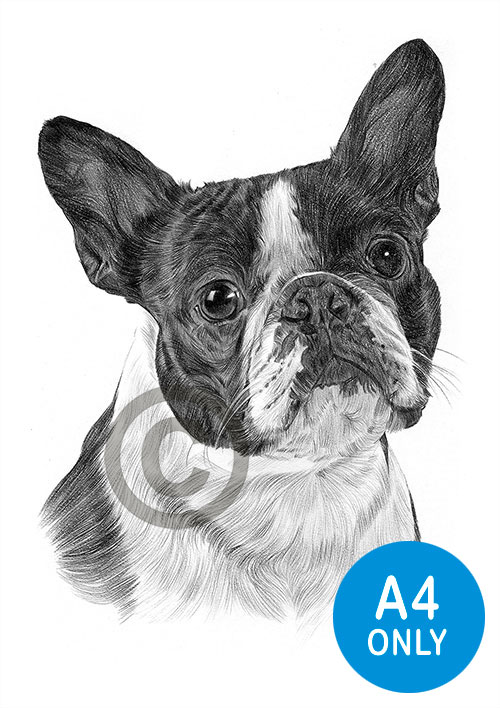 Pencil drawing of a Boston Terrier