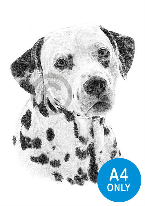 Pencil drawing of a Dalmation
