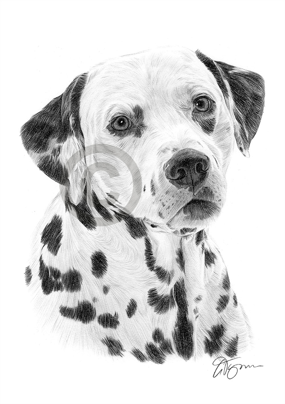 Pencil drawing of a Dalmation by artist Gary Tymon