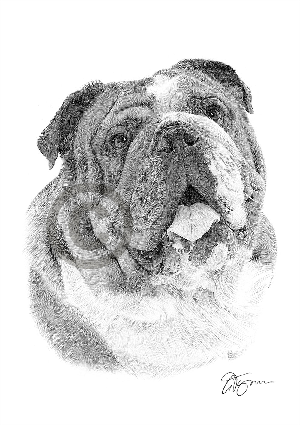 Pencil drawing of an adult English Bulldog by artist Gary Tymon