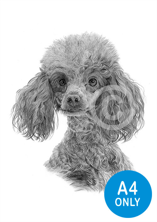 Pencil drawing of a Toy Poodle