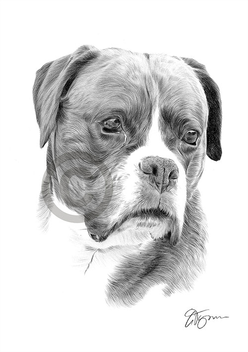 Pencil drawing of a Boxer