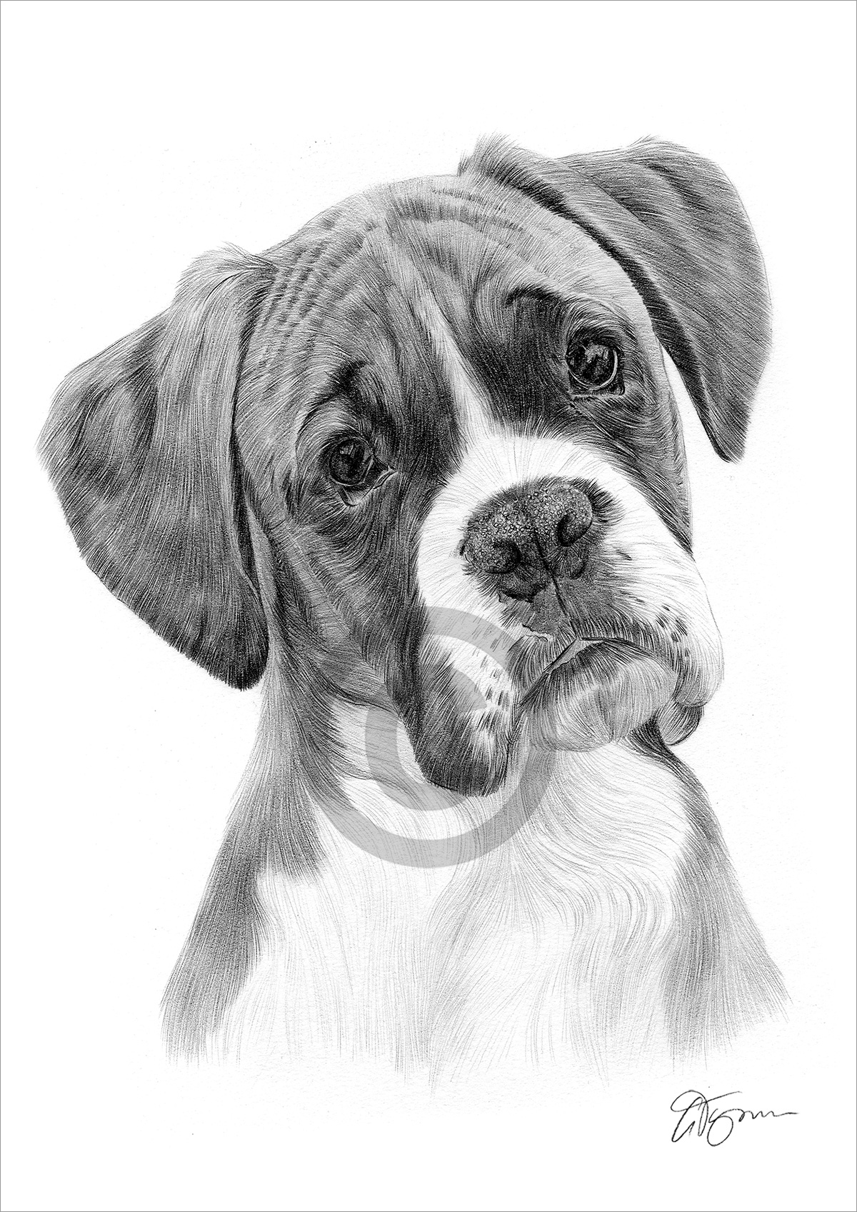 Pencil drawing of an adult Boxer by artist Gary Tymon