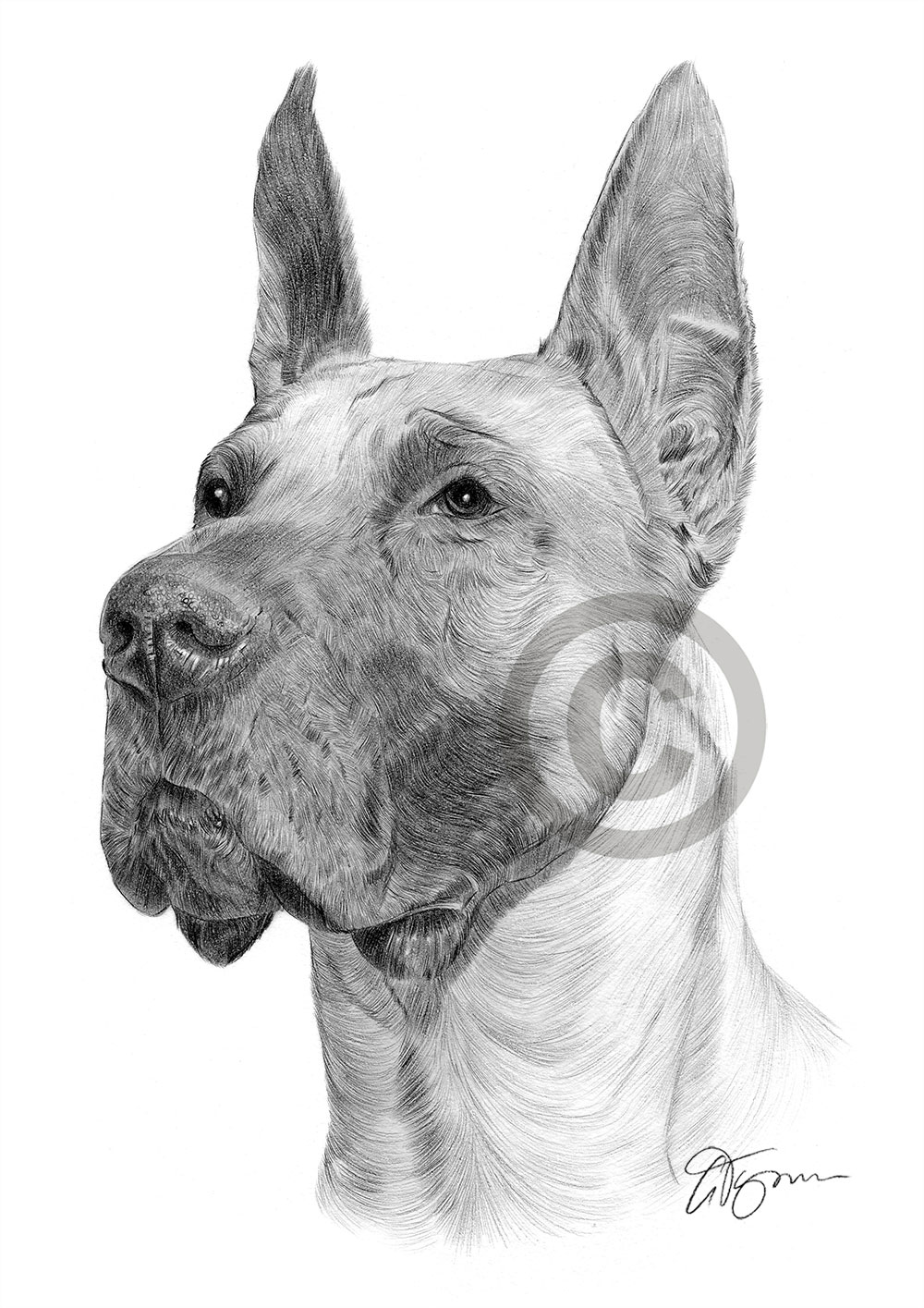 Pencil drawing of an adult Great Dane by UK artist Gary Tymon