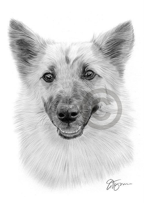 Pencil drawing of an Icelandic Sheepdog