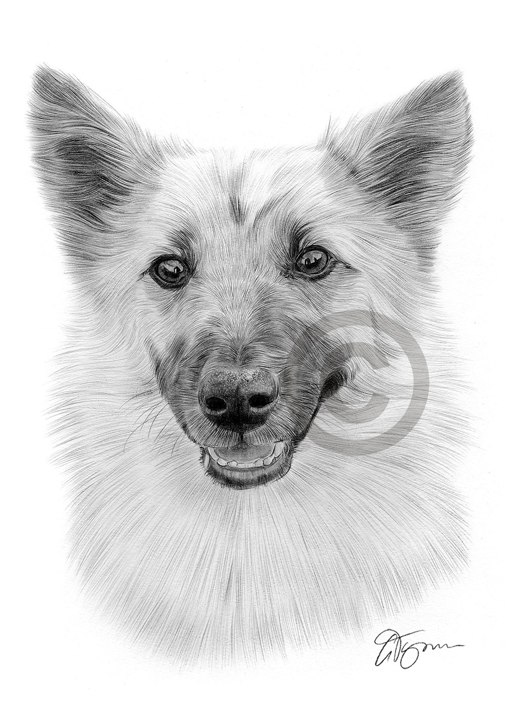 Pencil drawing of an Icelandic Sheepdog by artist Gary Tymon