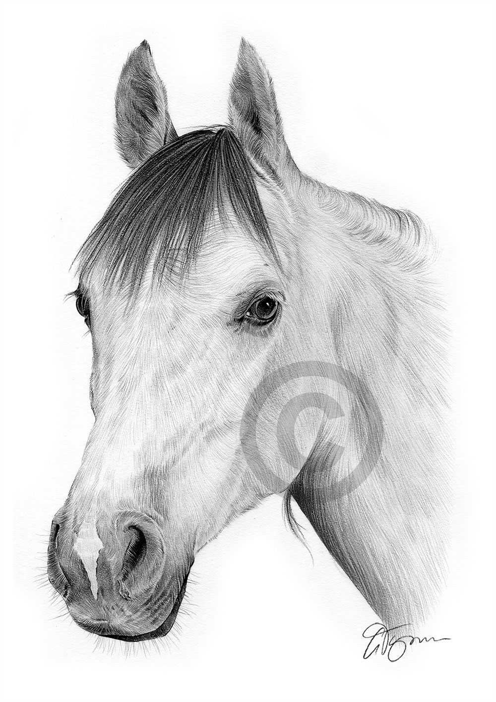Pencil drawing of an Arab stallion by artist Gary Tymon