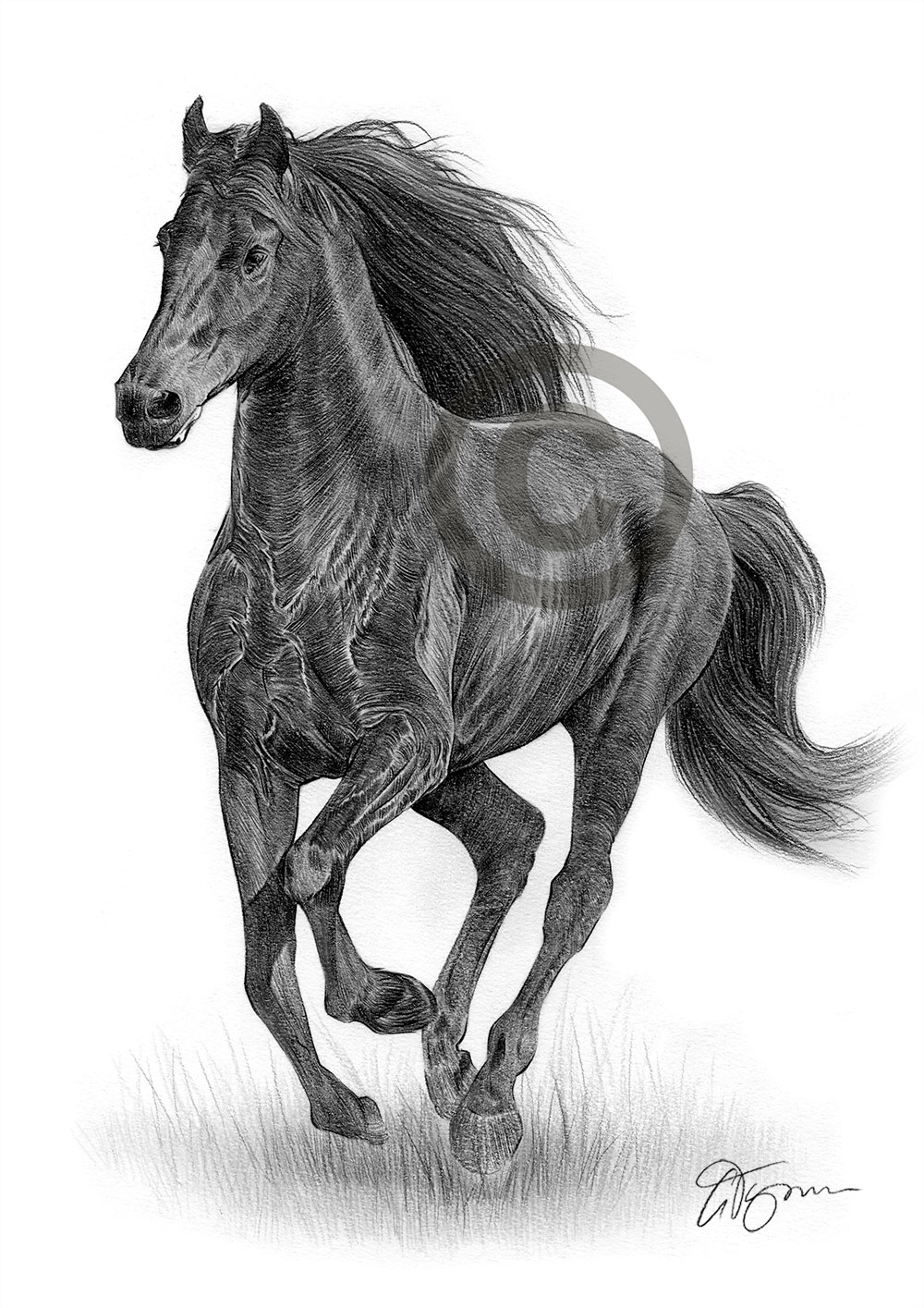Pencil drawing of a friesian horse by artist Gary Tymon