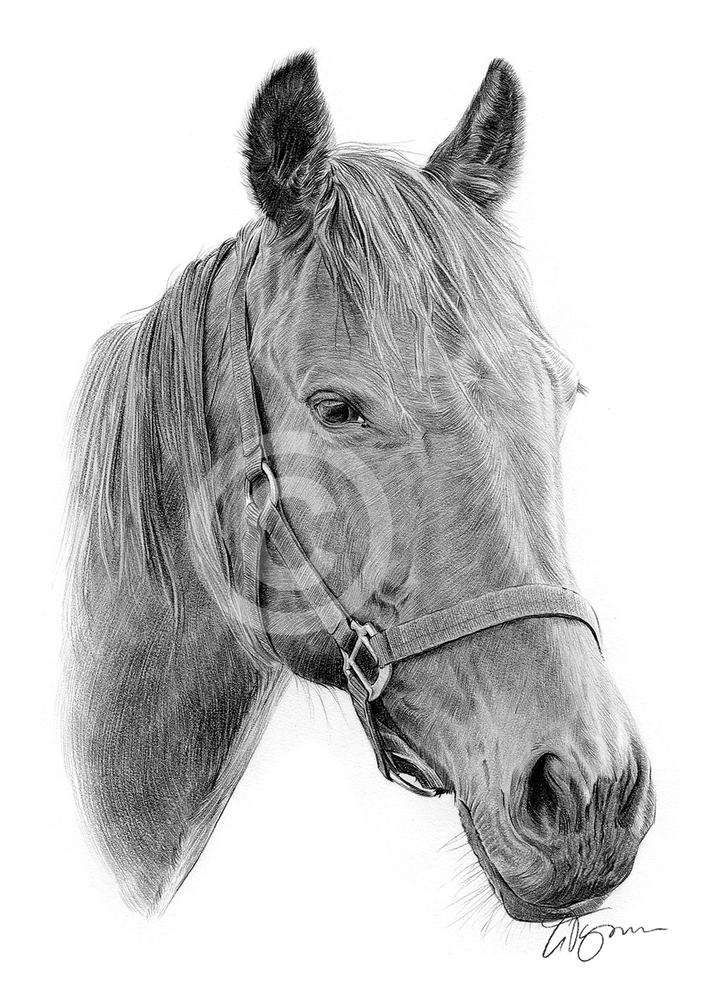 Pencil drawing of an adult horse by artist Gary Tymon