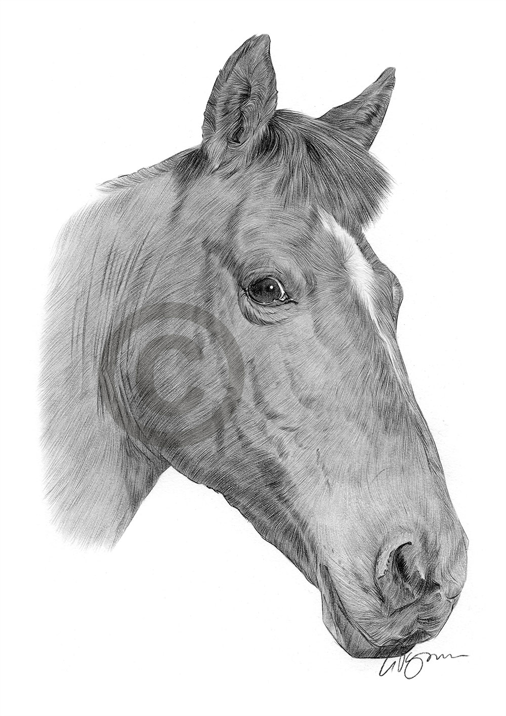 Pencil drawing of a chestnut horse by artist Gary Tymon