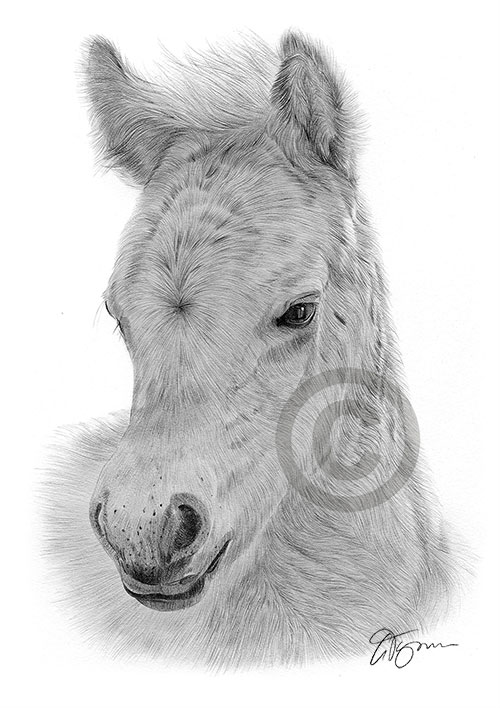 Pencil drawing of a fjord foal