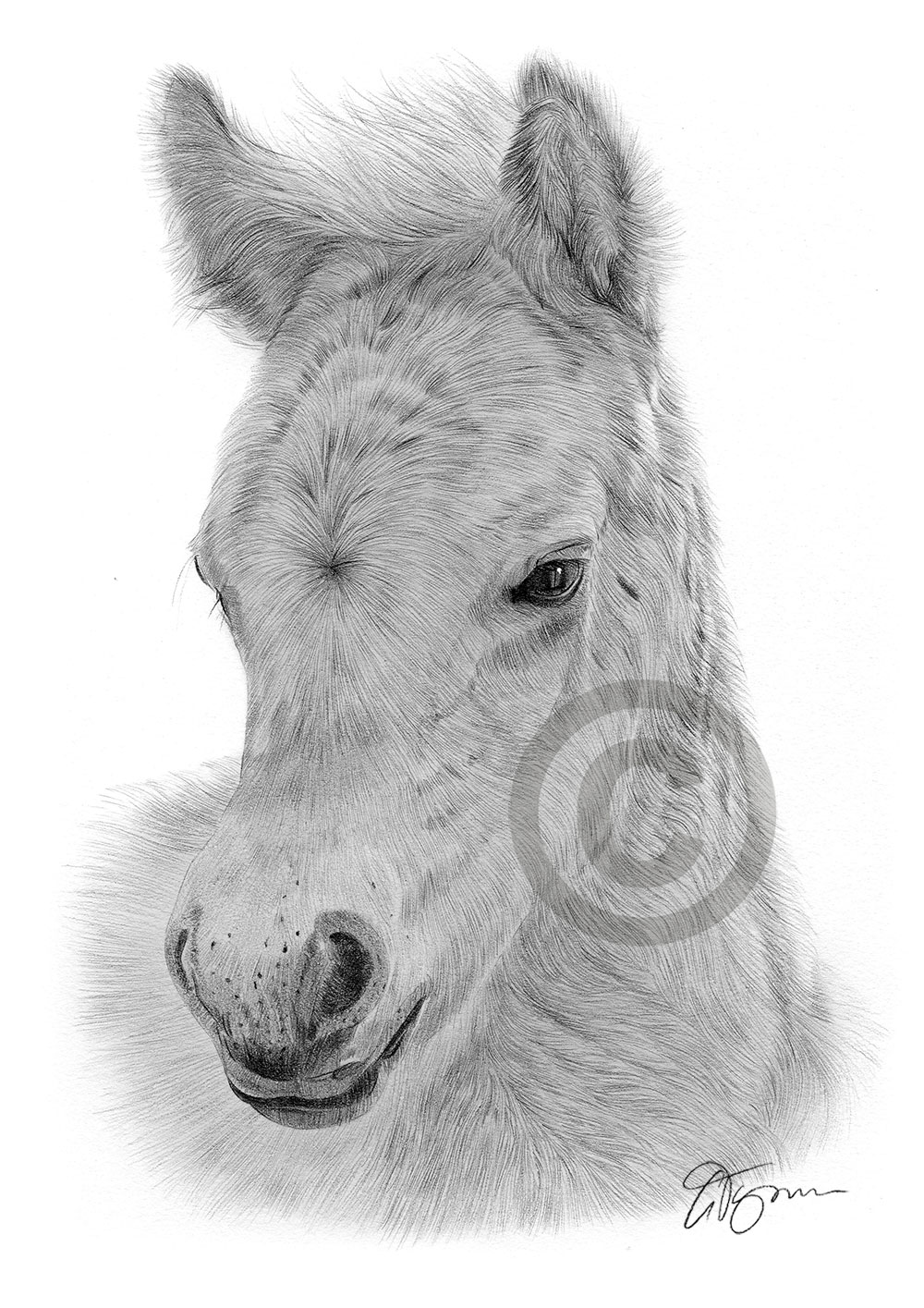 Pencil drawing of a fjord foal by artist Gary Tymon