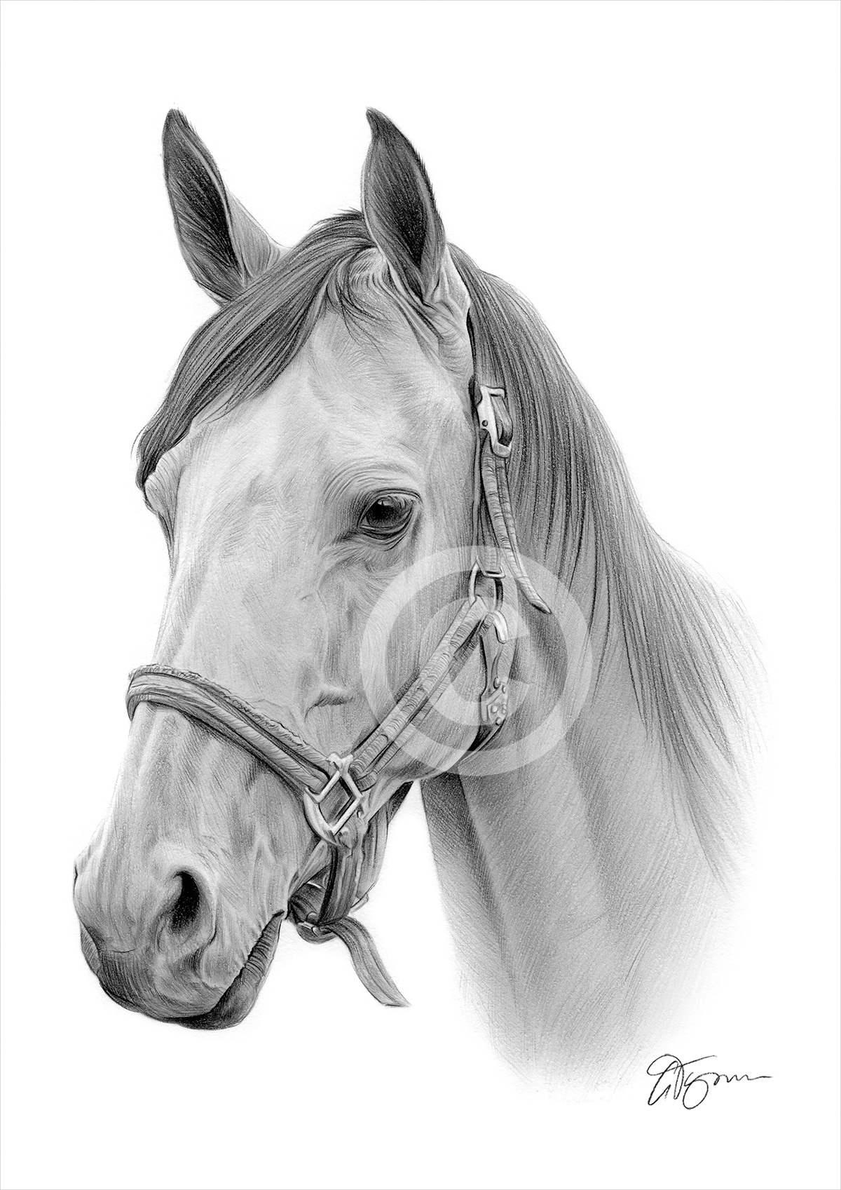 Pencil drawing of a horse by artist Gary Tymon