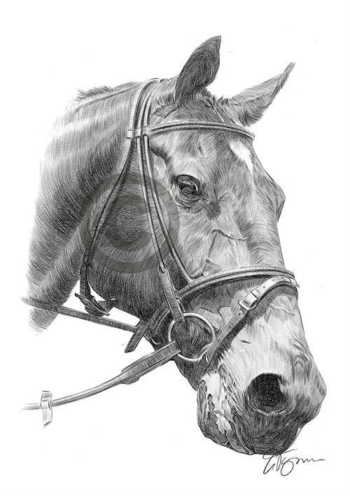 Pencil drawing of a brown horse