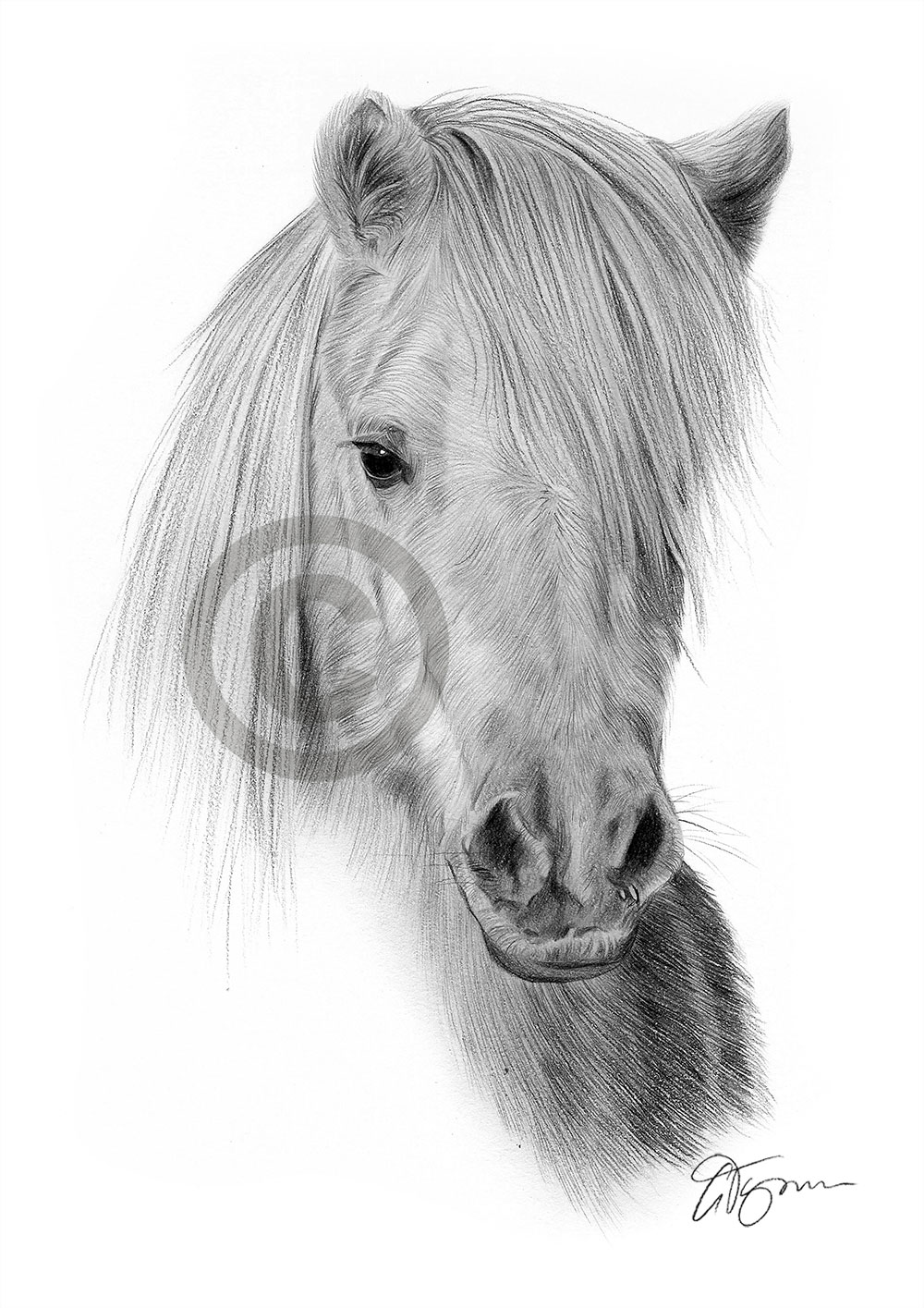 Pencil drawing of a shetland pony by artist Gary Tymon